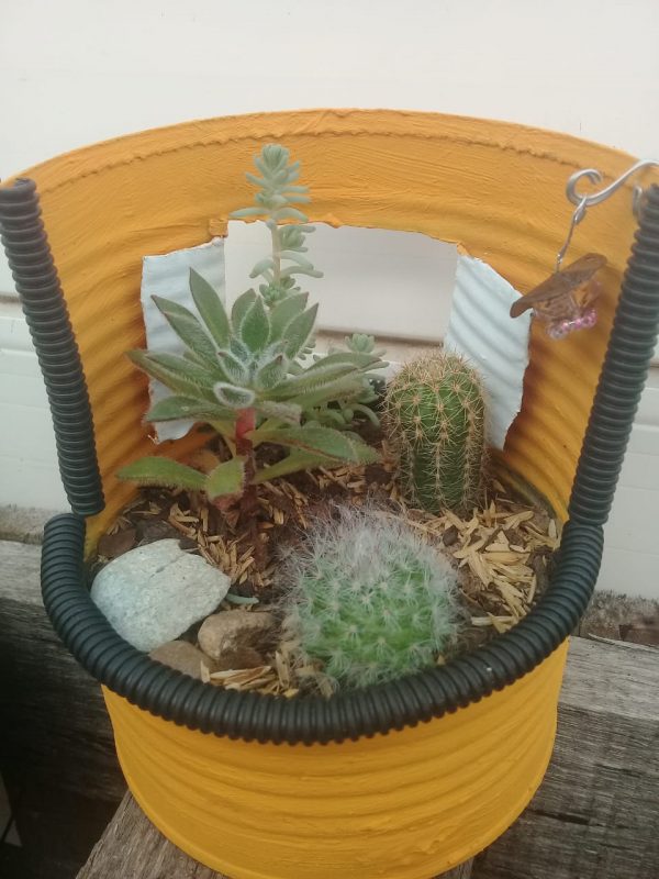 Cactus Roxy - Image 3